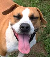 Enlarge Eevee, a Adoptable mixed breed in Carrollton, GA image 3/3