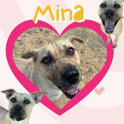 Mina, ADOPTABLE, Adult Female Shar-Pei.