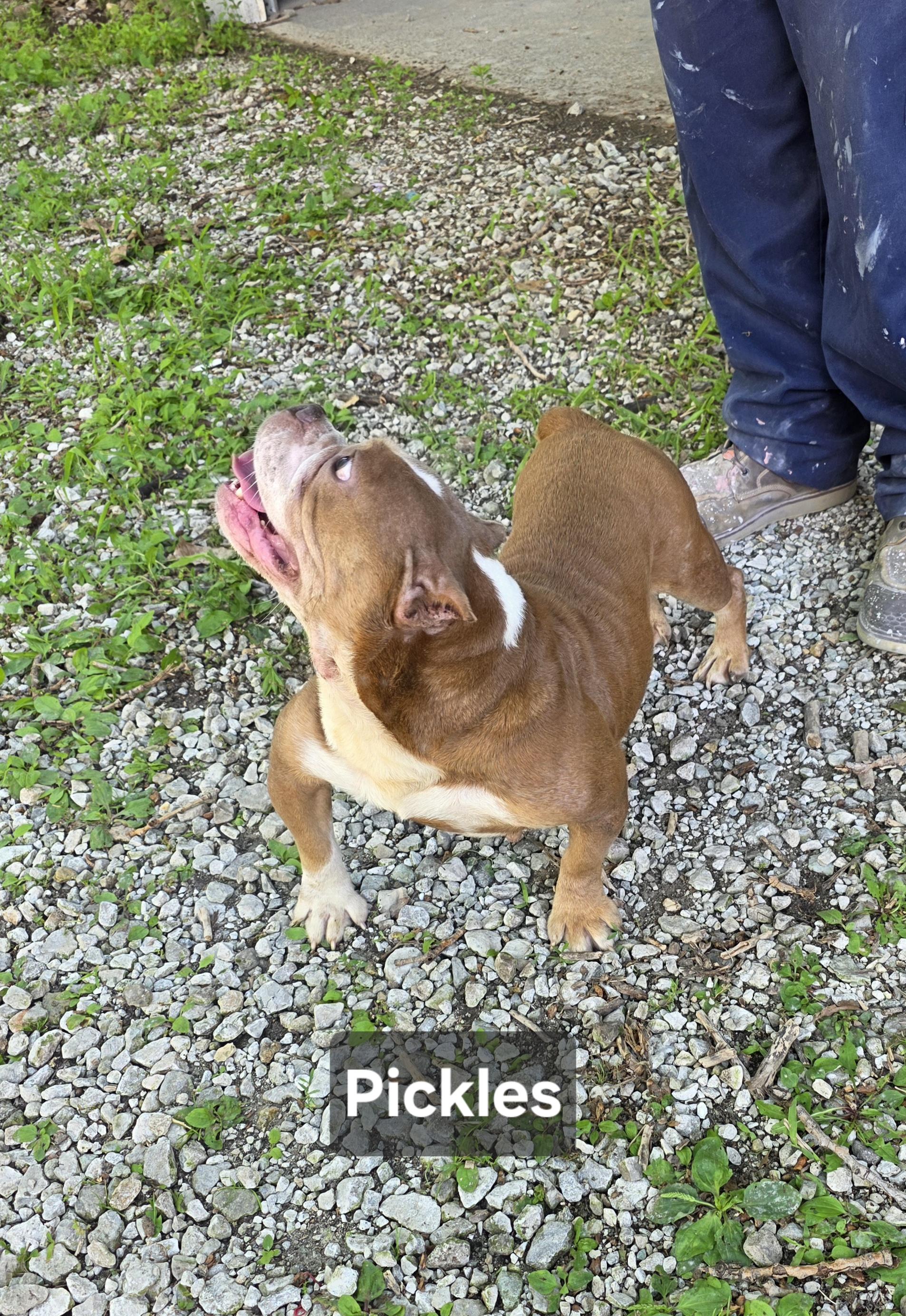 Enlarge Pickles, a Adopted mixed breed in Wever, IA image 4/5