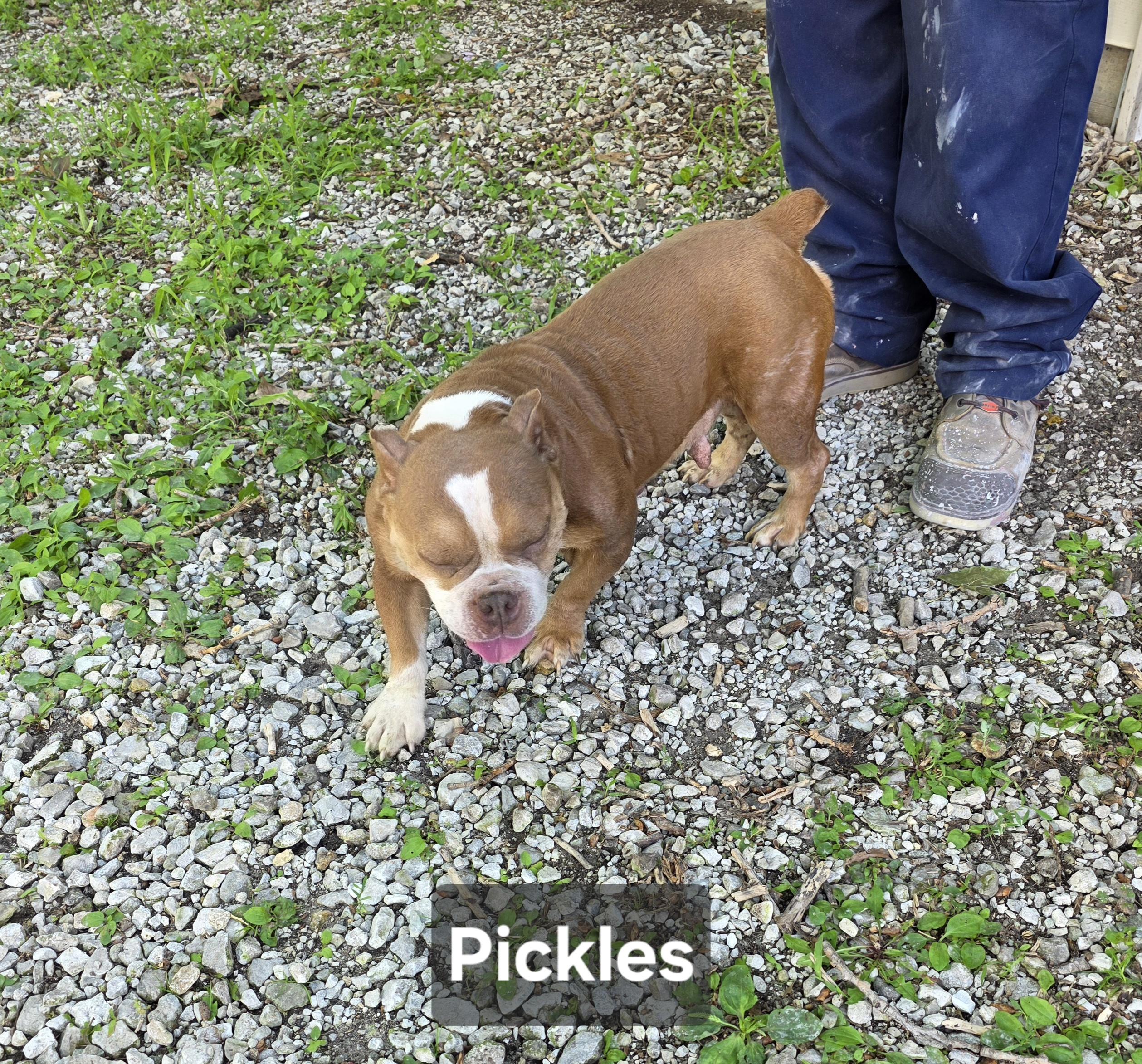 Enlarge Pickles, a Adopted mixed breed in Wever, IA image 1/5
