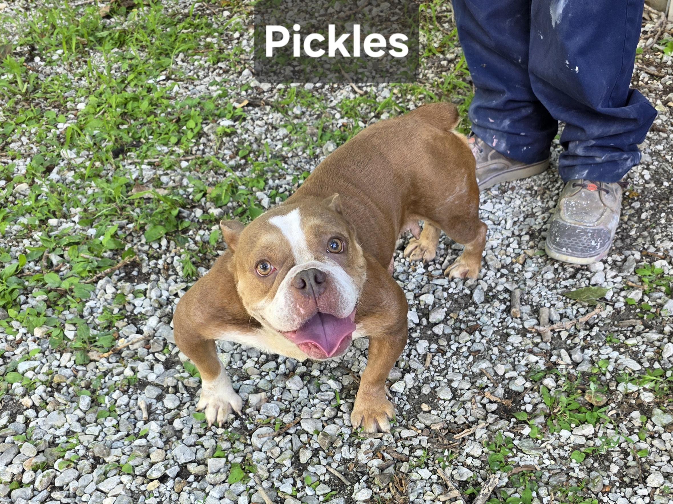 Enlarge Pickles, a Adopted mixed breed in Wever, IA image 3/5
