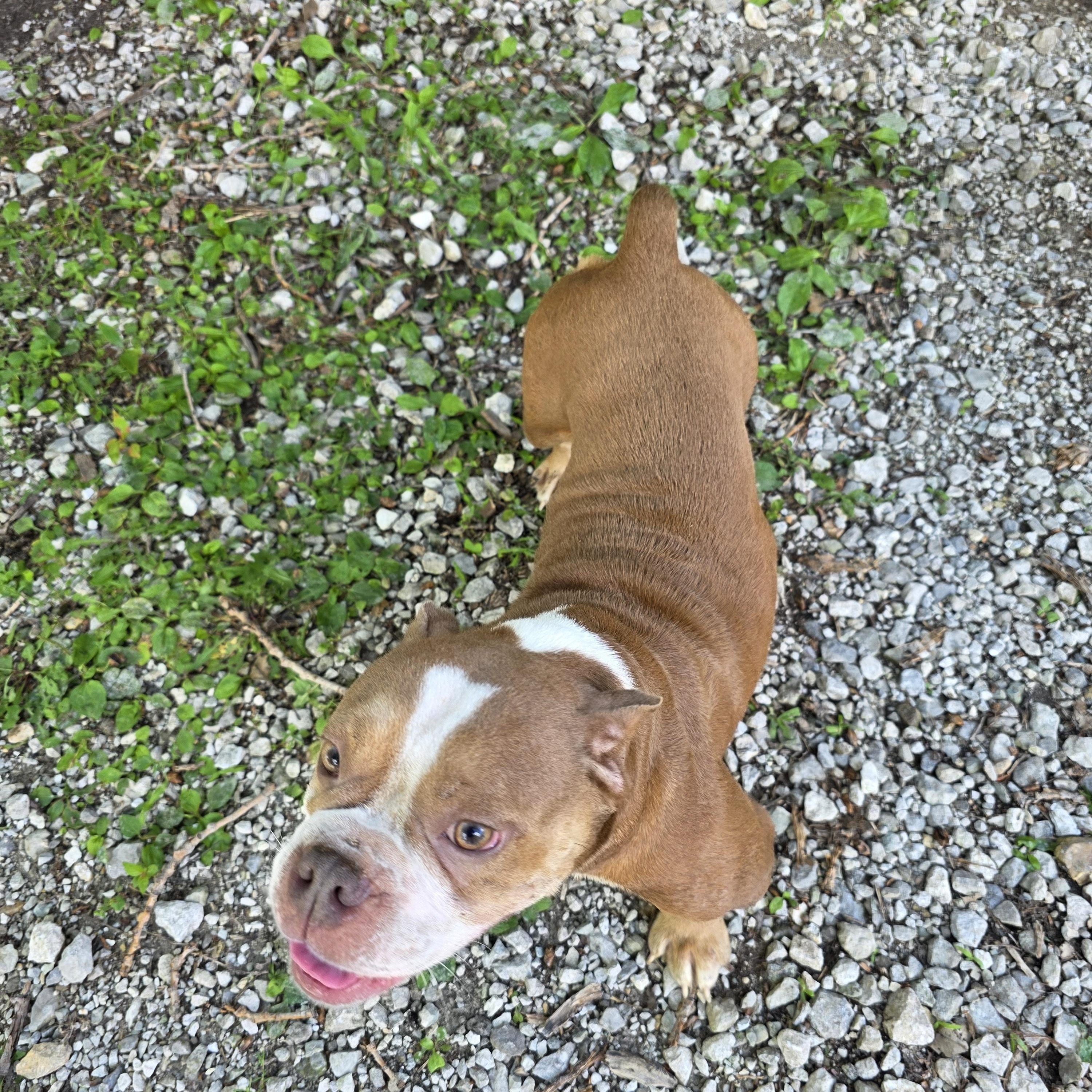 Enlarge Pickles, a Adopted mixed breed in Wever, IA image 2/5