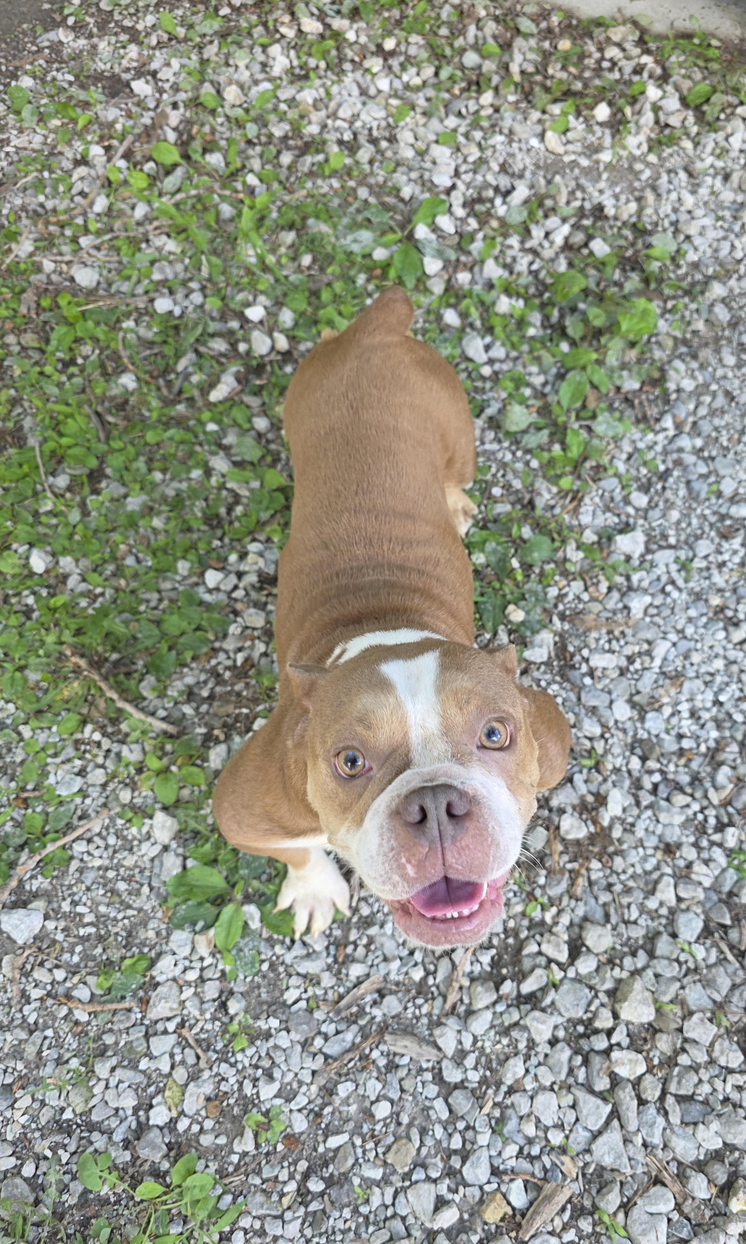 Enlarge Pickles, a Adopted mixed breed in Wever, IA image 5/5