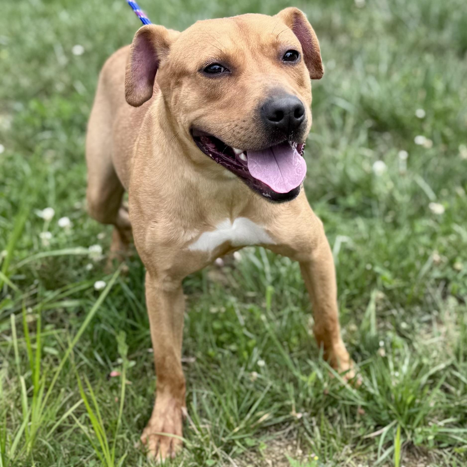 ALLAN, a ADOPTABLE mixed breed in Wilmington, OH image 3/4