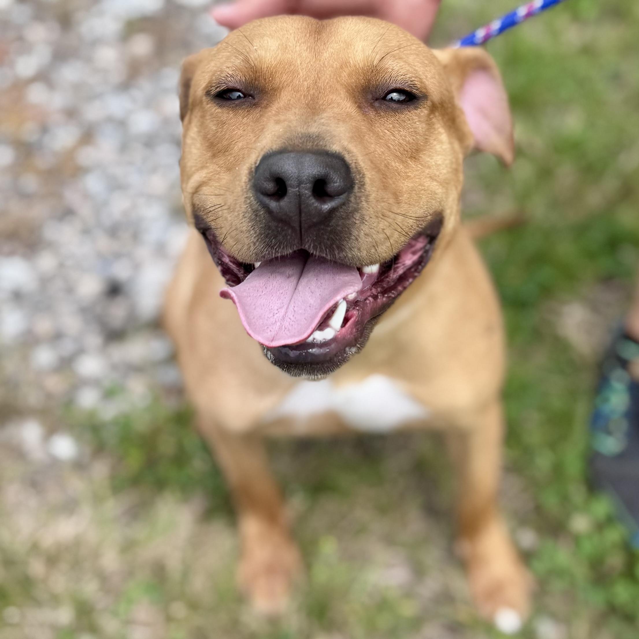 ALLAN, ADOPTABLE, Young Male Pit Bull Terrier & Labrador Retriever.