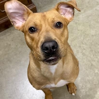 ALLAN, a ADOPTABLE mixed breed in Wilmington, OH image 2/4