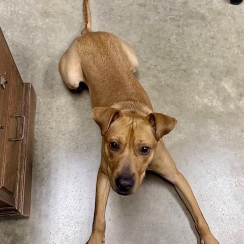 ALLAN, a ADOPTABLE mixed breed in Wilmington, OH image 4/4