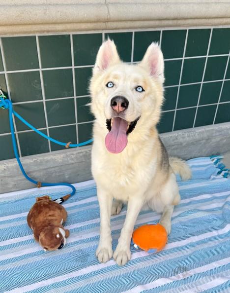 BALTO, Adoptable, Adult Male Siberian Husky.