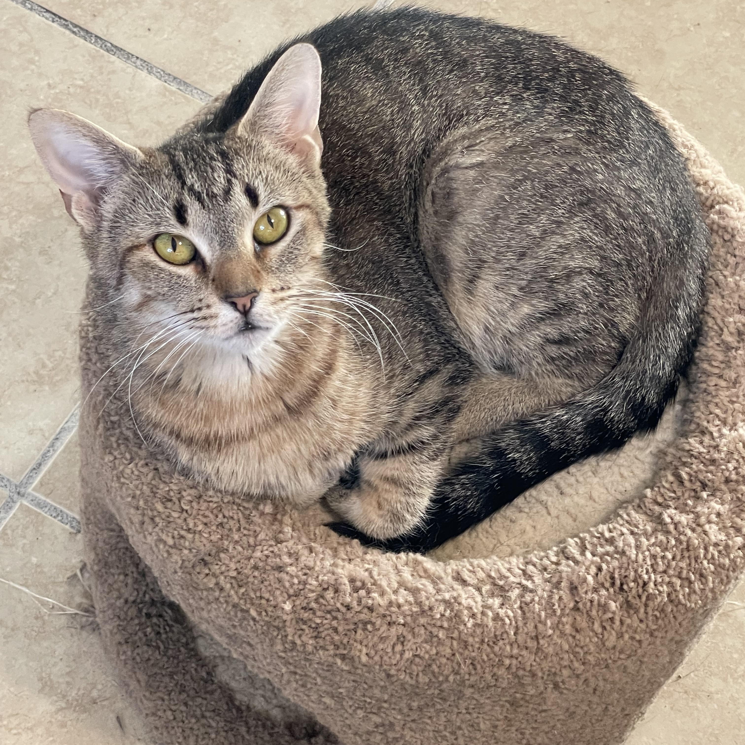 Enlarge Ariel, a Adoptable mixed breed in Lacon, IL image 1/4