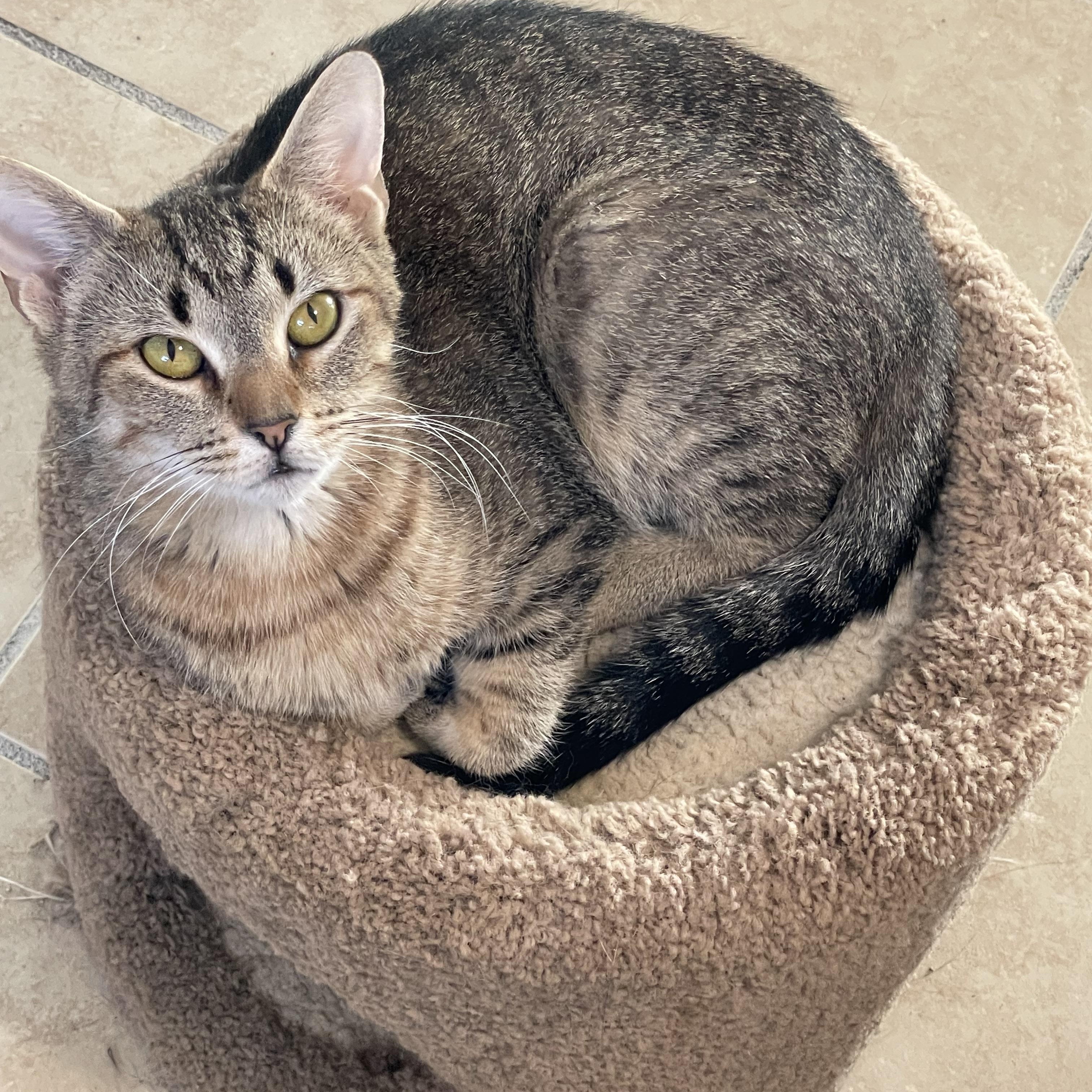 Enlarge Ariel, a Adoptable mixed breed in Lacon, IL image 2/4