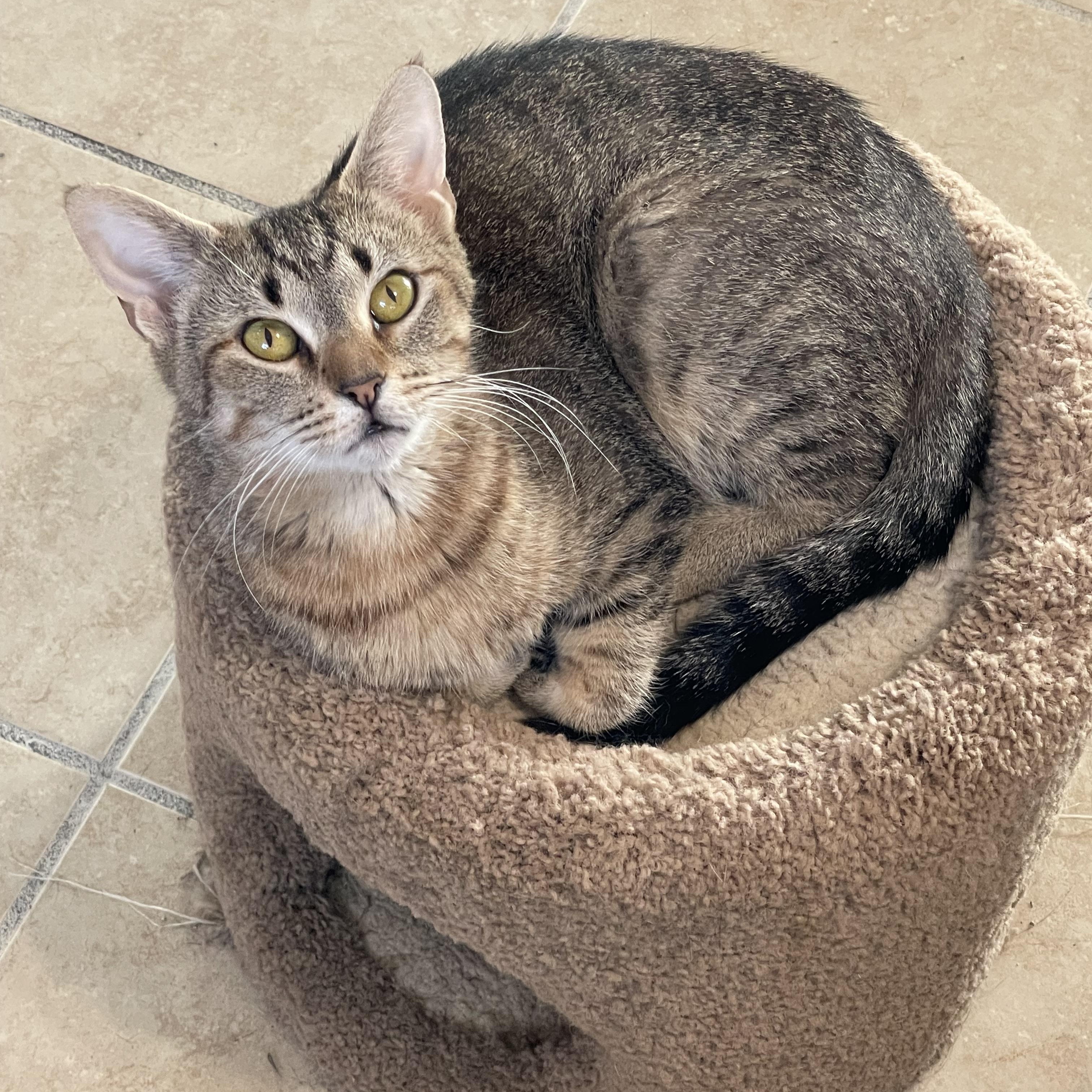 Enlarge Ariel, a Adoptable mixed breed in Lacon, IL image 3/4