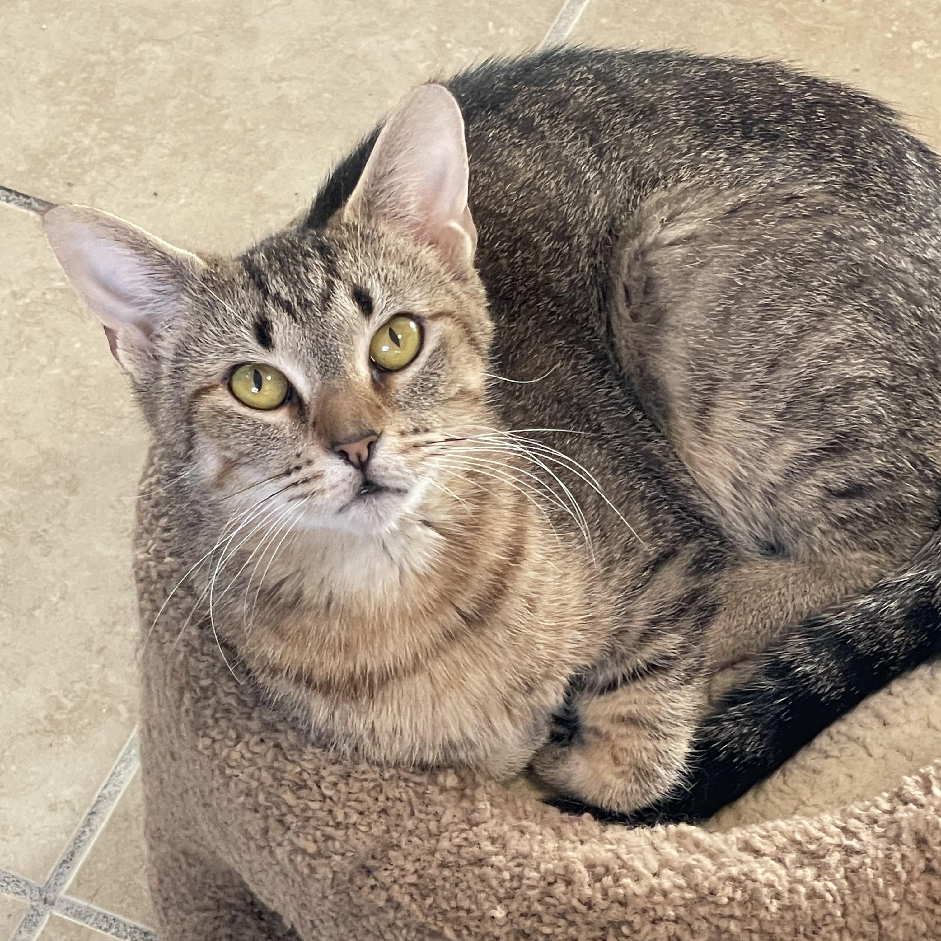 Enlarge Ariel, a Adoptable mixed breed in Lacon, IL image 4/4