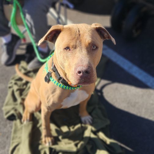 Enlarge MAXIMUS, a Adoptable Pit Bull Terrier in Las Vegas, NV image 7/10