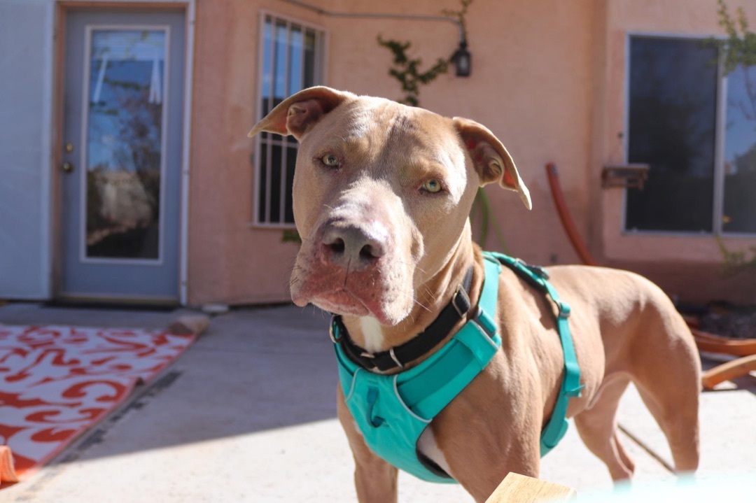 Enlarge MAXIMUS, a Adoptable Pit Bull Terrier in Las Vegas, NV image 8/10