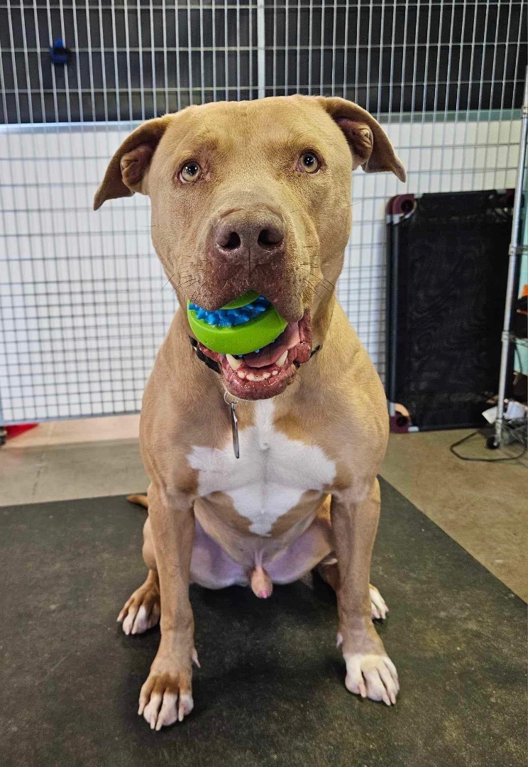 Enlarge MAXIMUS, a Adoptable Pit Bull Terrier in Las Vegas, NV image 9/10