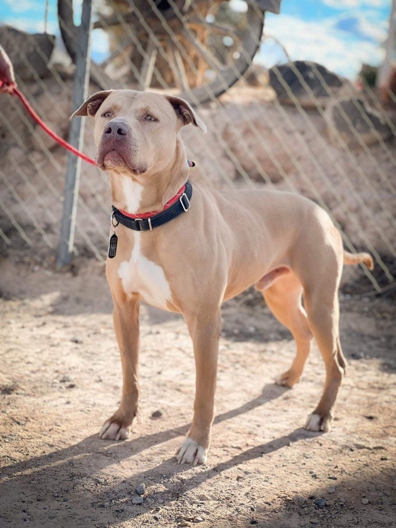 MAXIMUS, a Adoptable Pit Bull Terrier in Las Vegas, NV image 1/10