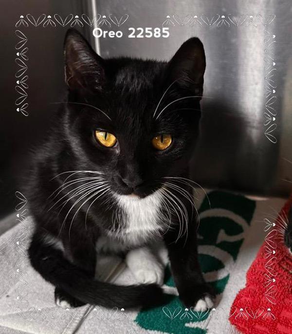 Enlarge Oreo (693), a Adoptable mixed breed in Marietta, GA image 1/1