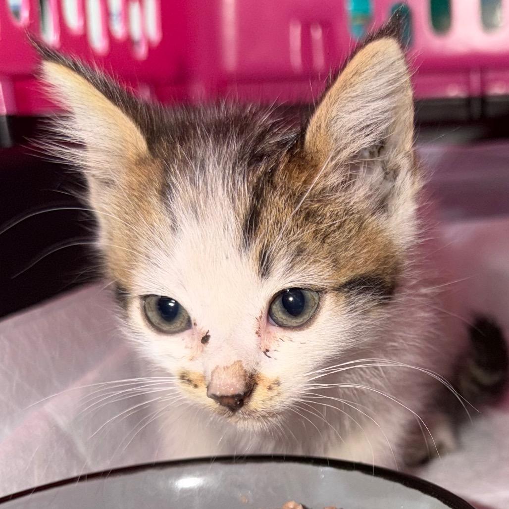 Megan, Adoptable, Kitten Female Domestic Short Hair.