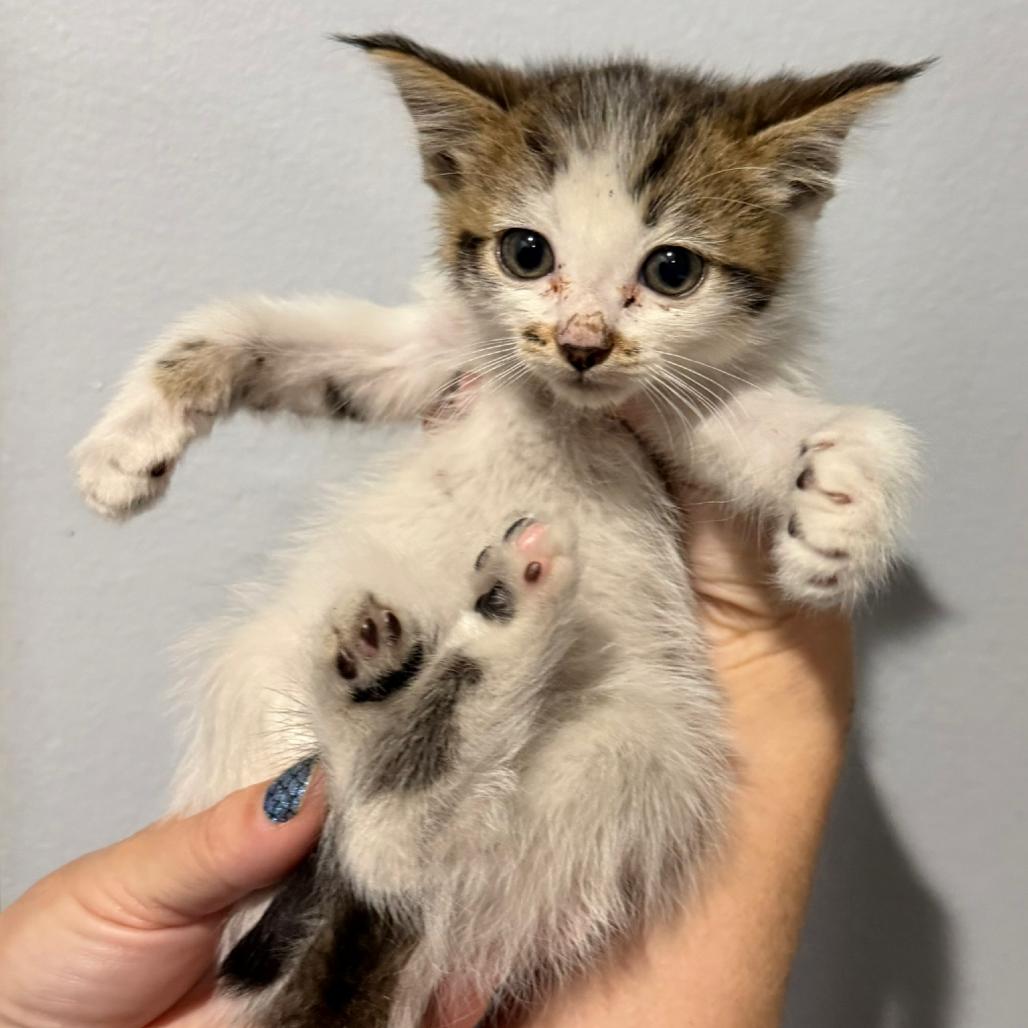 Enlarge Megan, a Adoptable Domestic Short Hair in Simi Valley, CA image 2/2