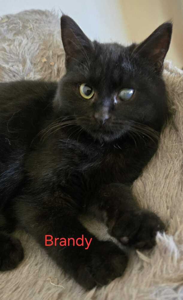 Brandy