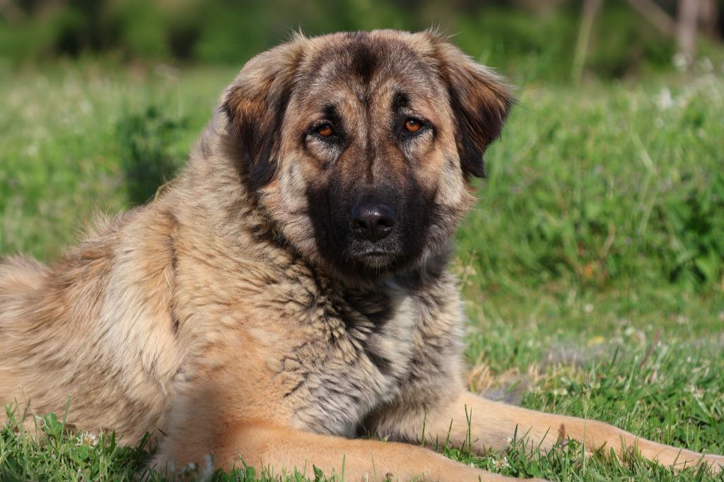 Cherry, Adoptable, Young Female Mixed Breed.
