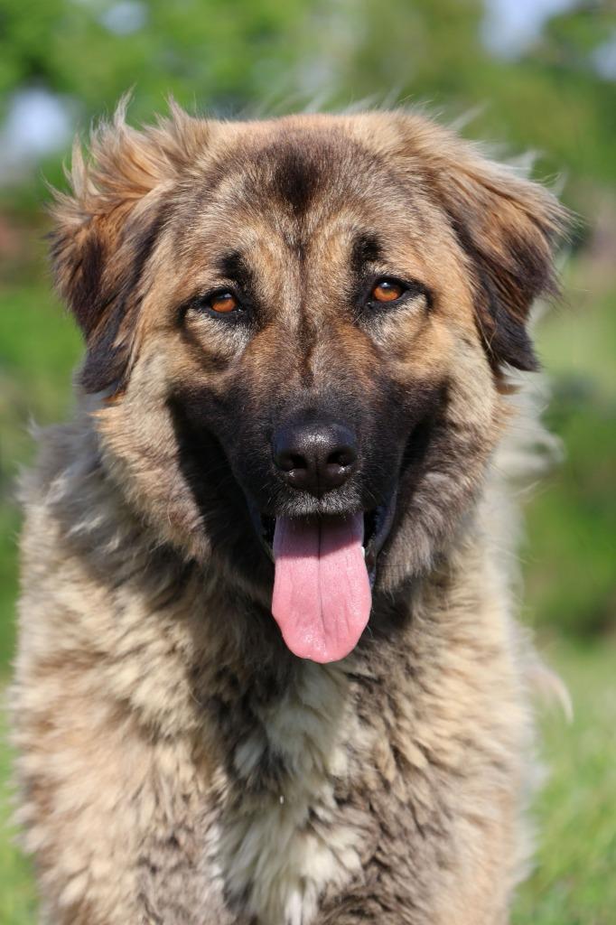 Enlarge Cherry, a Adoptable mixed breed in Columbia, TN image 2/5