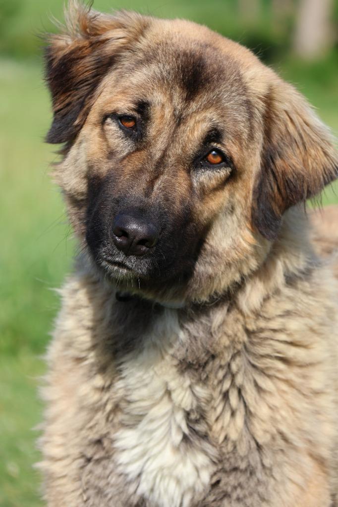 Enlarge Cherry, a Adoptable mixed breed in Columbia, TN image 3/5