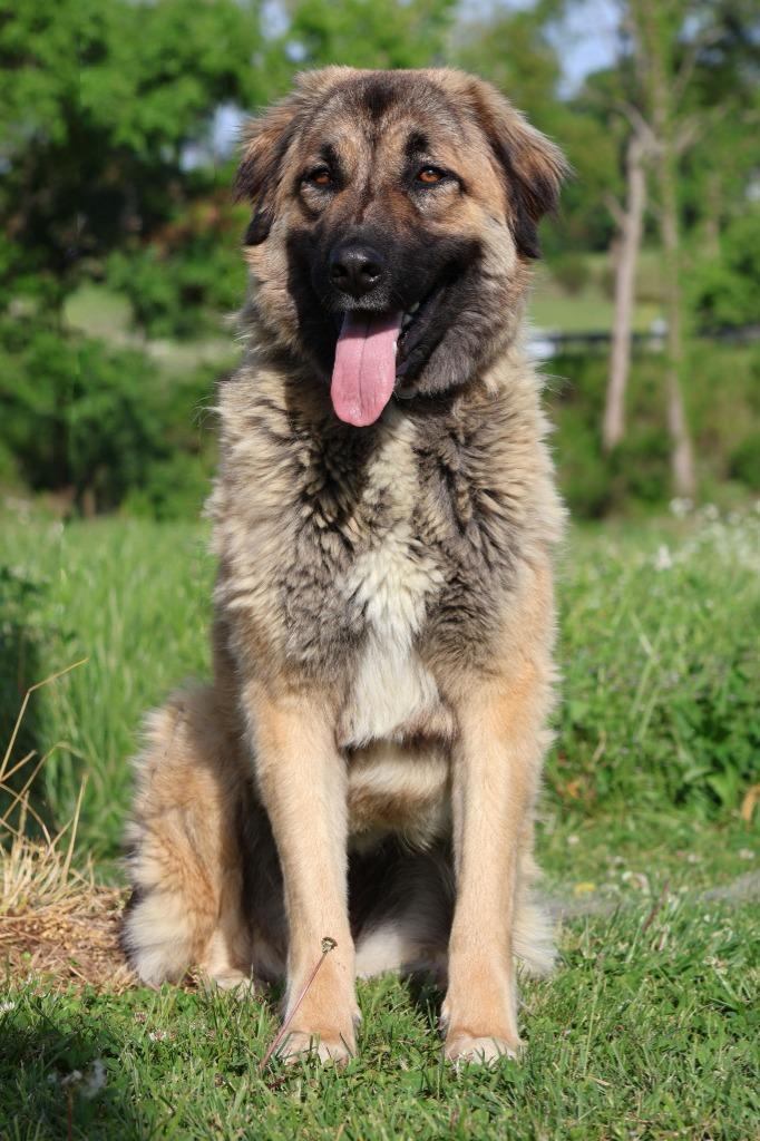 Enlarge Cherry, a Adoptable mixed breed in Columbia, TN image 4/5