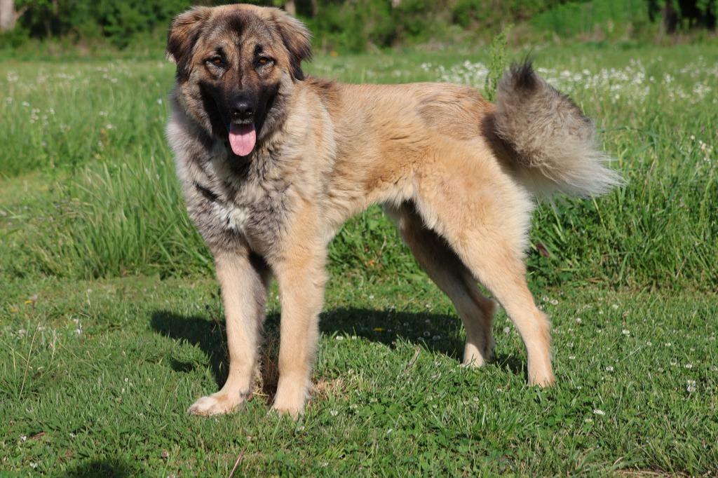Enlarge Cherry, a Adoptable mixed breed in Columbia, TN image 5/5
