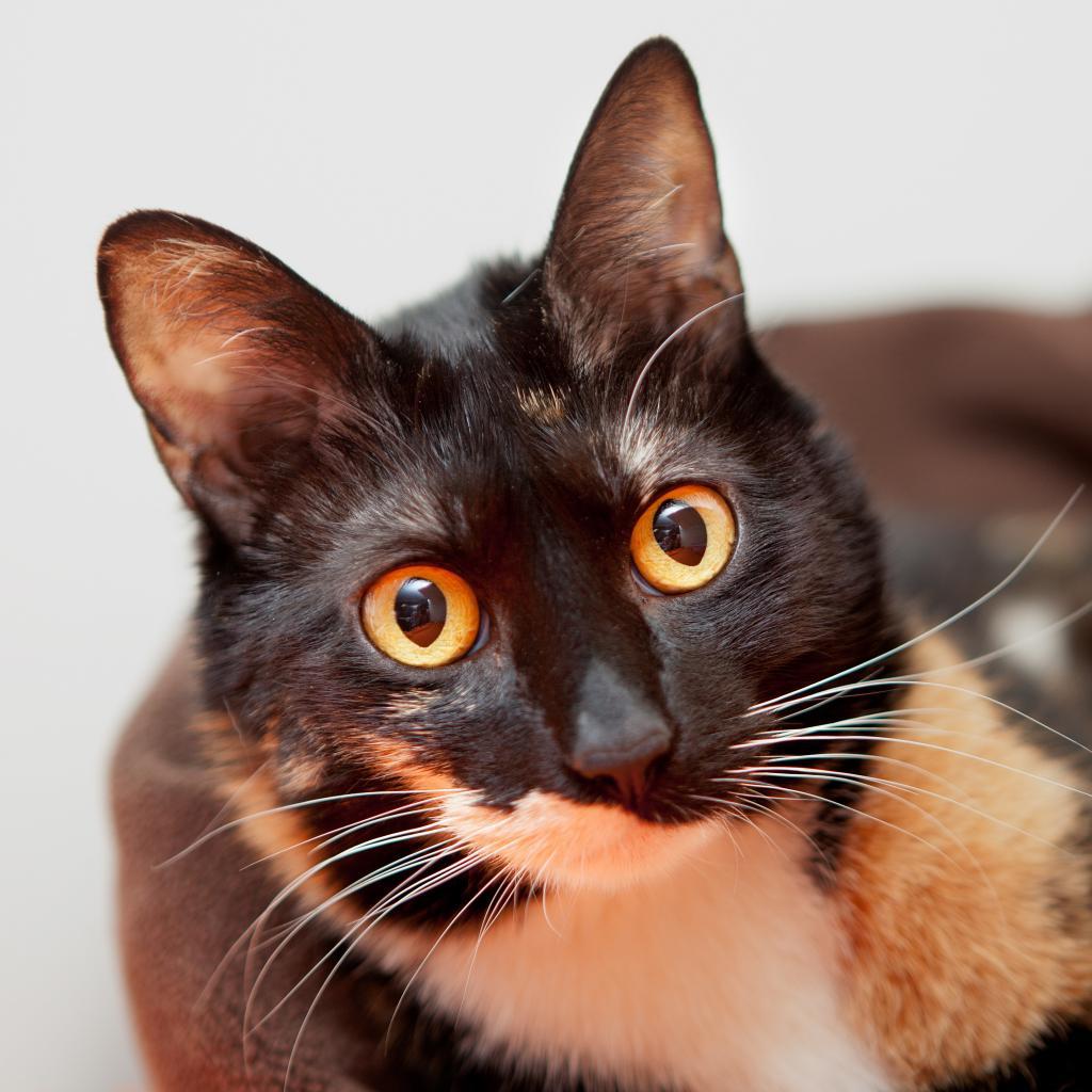 Jelly Bean, a Adoptable Domestic Short Hair in Kanab, UT image 1/6