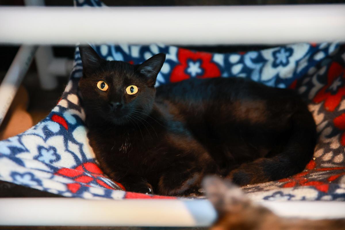 Blackie photo 3