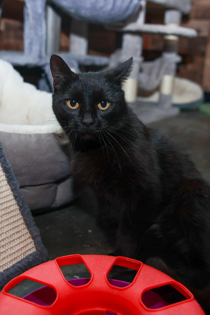 Blackie photo 2