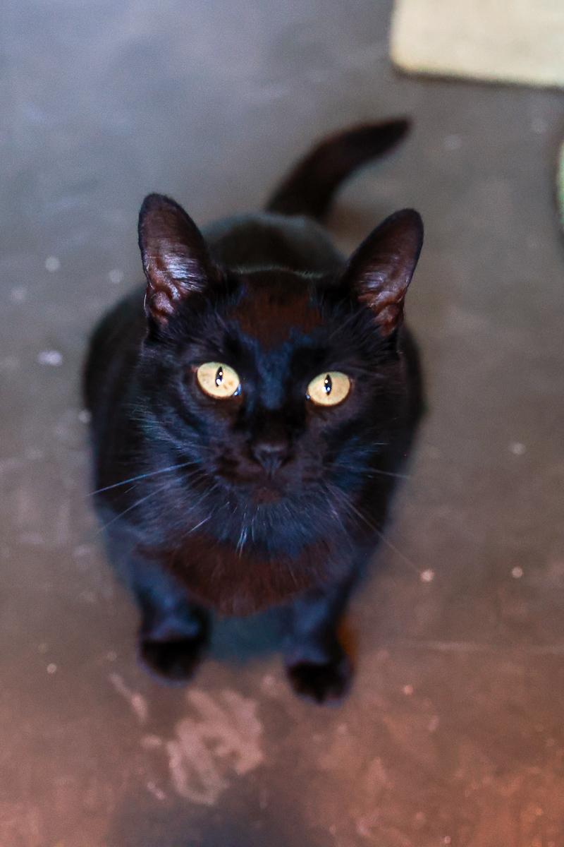 Blackie photo 5