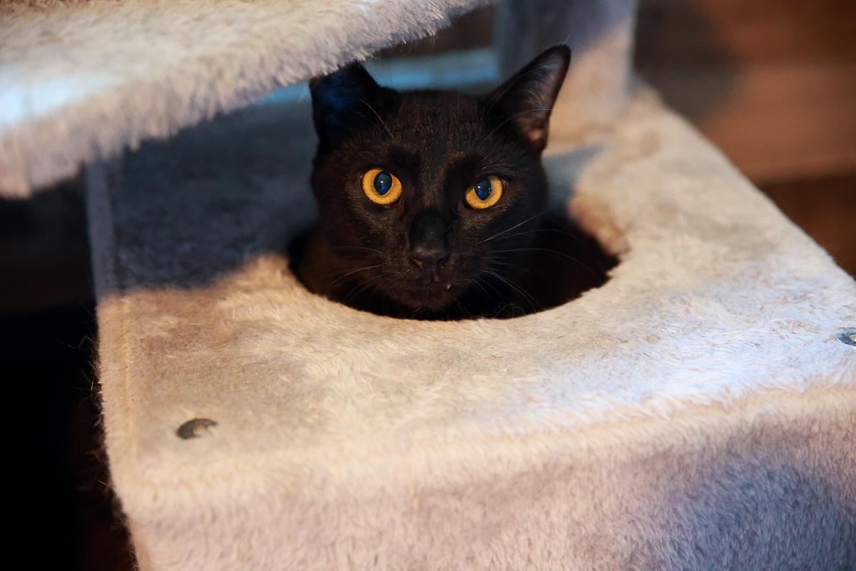 Blackie