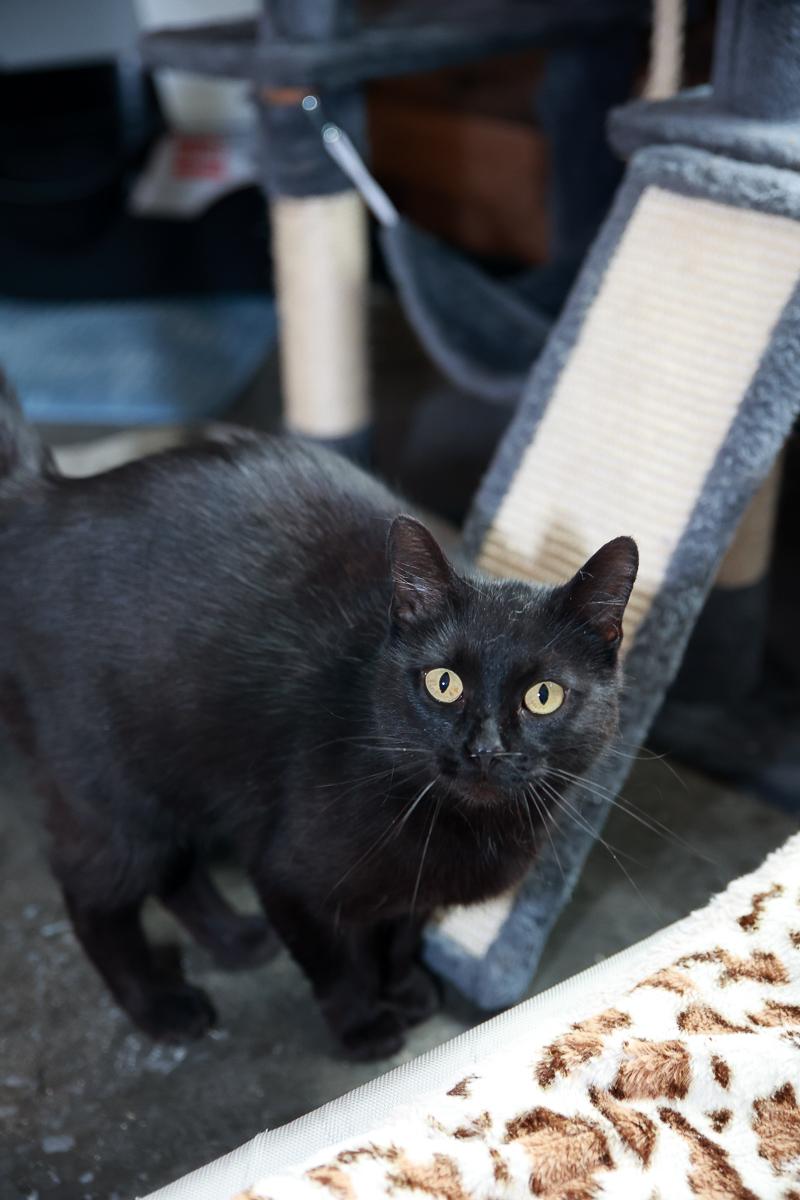 Blackie photo 4