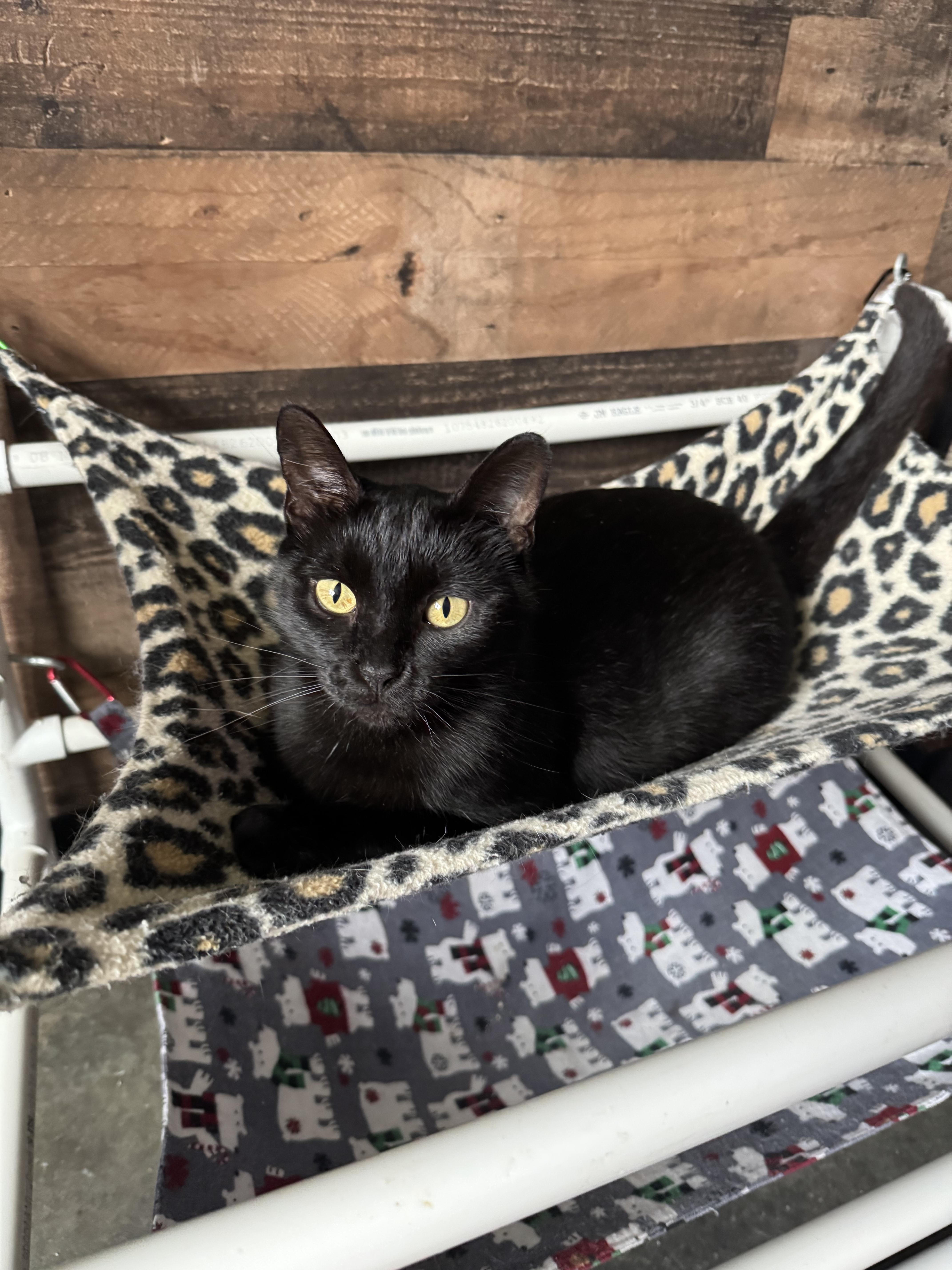 Blackie photo 6