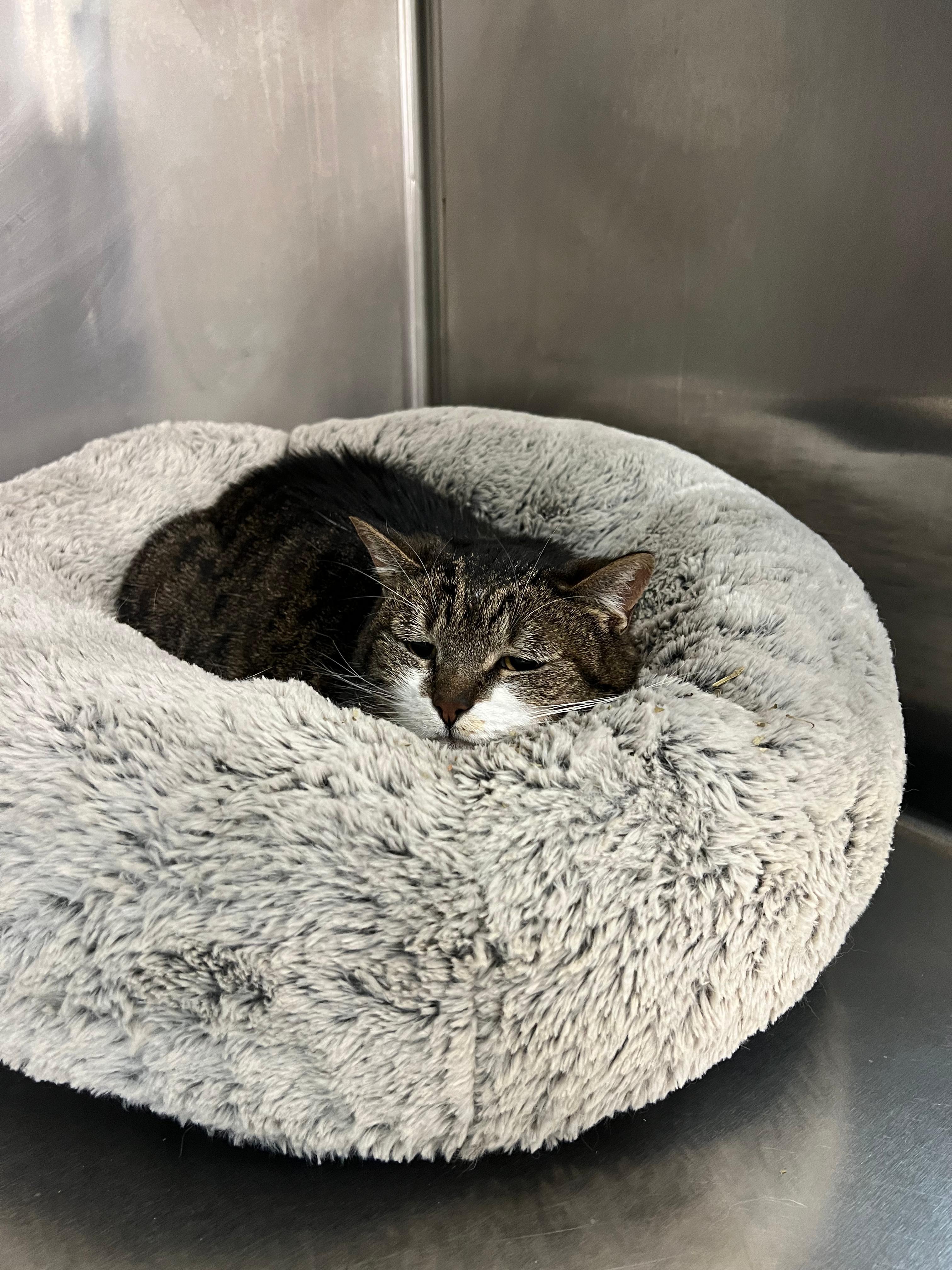 Princess , ADOPTABLE, Adult Female British Shorthair.
