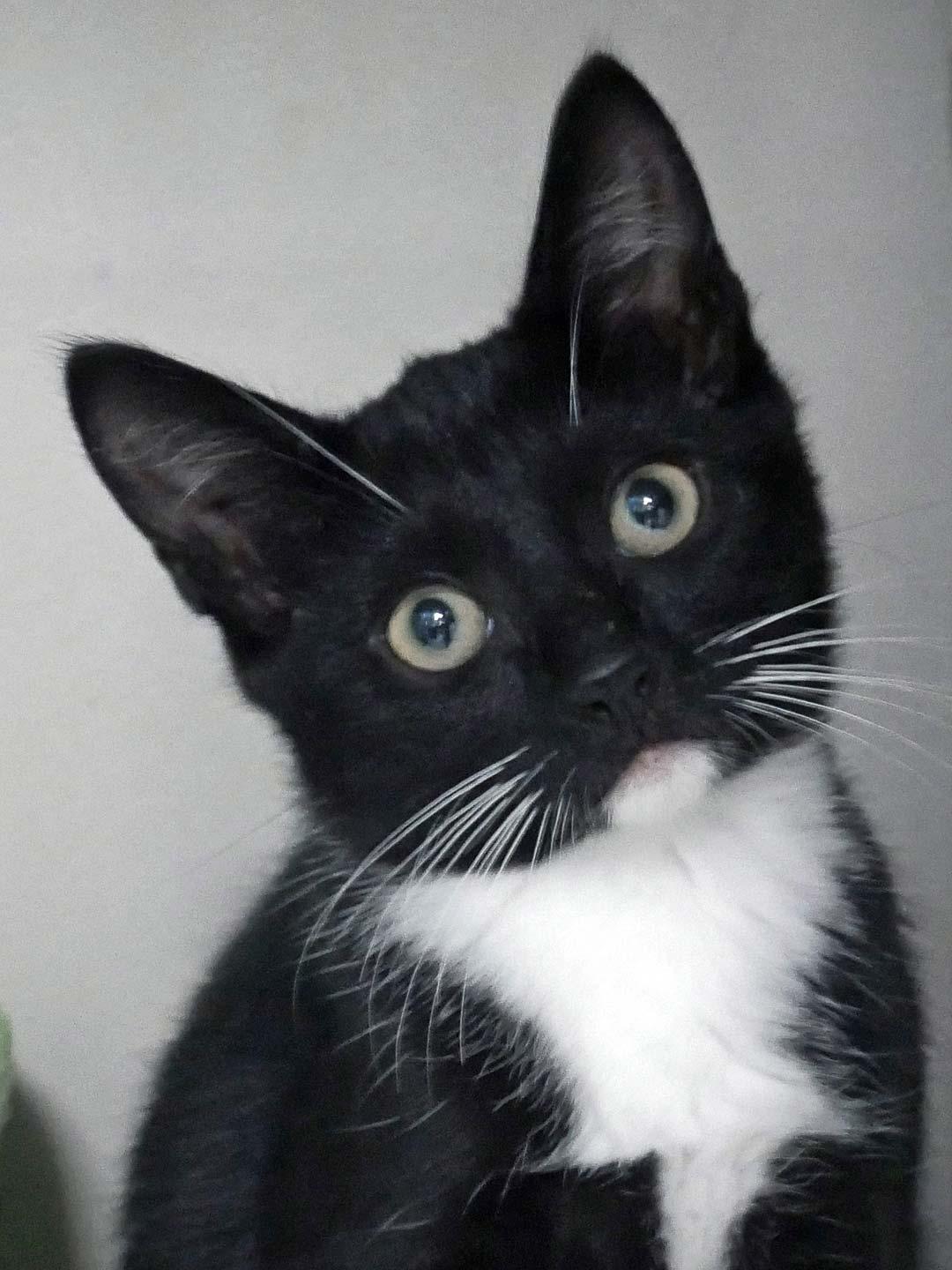 Enlarge Hiccup, a ADOPTABLE Domestic Short Hair in Bloomingdale, NJ image 3/5