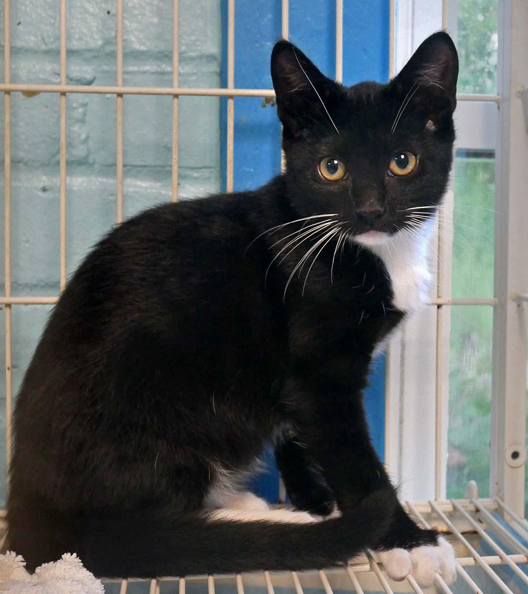 Enlarge Hiccup, a ADOPTABLE Domestic Short Hair in Bloomingdale, NJ image 2/5