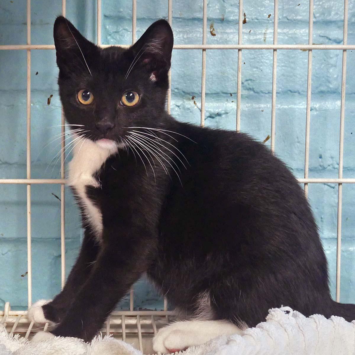 Enlarge Hiccup, a ADOPTABLE Domestic Short Hair in Bloomingdale, NJ image 4/5