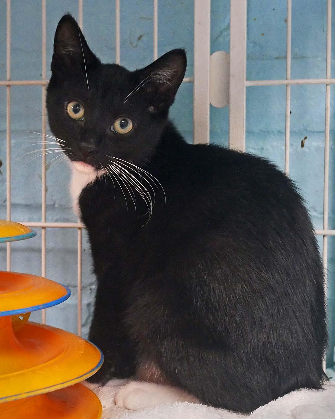 Hiccup, ADOPTABLE, Kitten Male Domestic Short Hair.