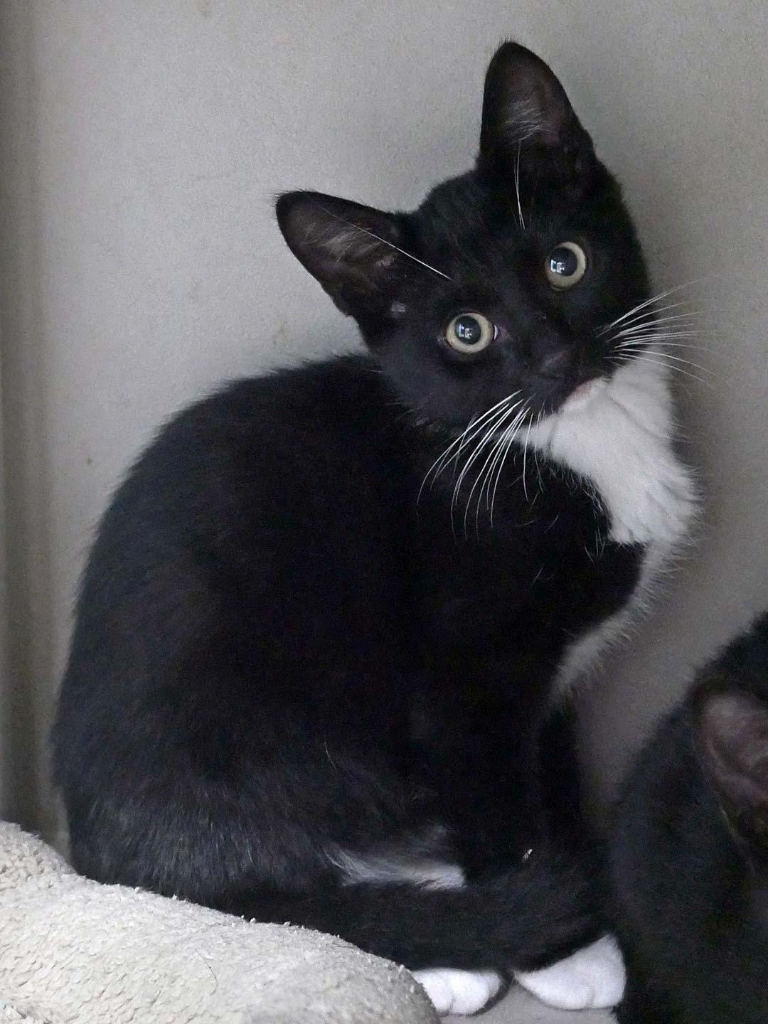 Enlarge Hiccup, a ADOPTABLE Domestic Short Hair in Bloomingdale, NJ image 5/5