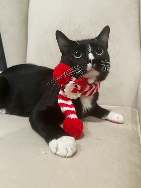 Enlarge Arthur  aka "Artie", a Adopted Domestic Long Hair in Huntington Beach, CA image 1/6