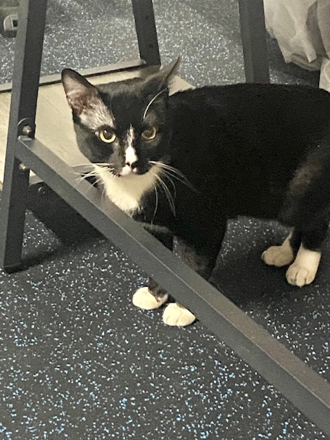 Enlarge Arthur  aka "Artie", a Adopted Domestic Long Hair in Huntington Beach, CA image 3/6