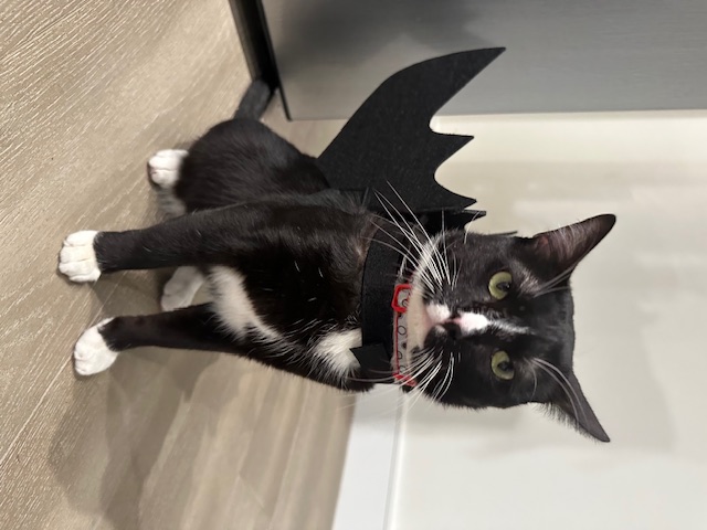 Enlarge Arthur  aka "Artie", a Adopted Domestic Long Hair in Huntington Beach, CA image 6/6