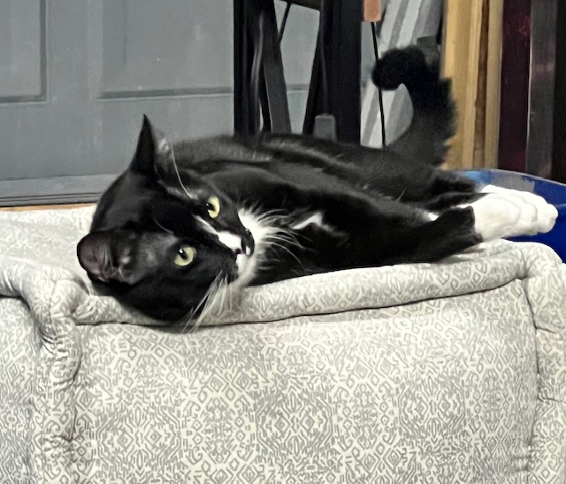 Enlarge Arthur  aka "Artie", a Adopted Domestic Long Hair in Huntington Beach, CA image 5/6