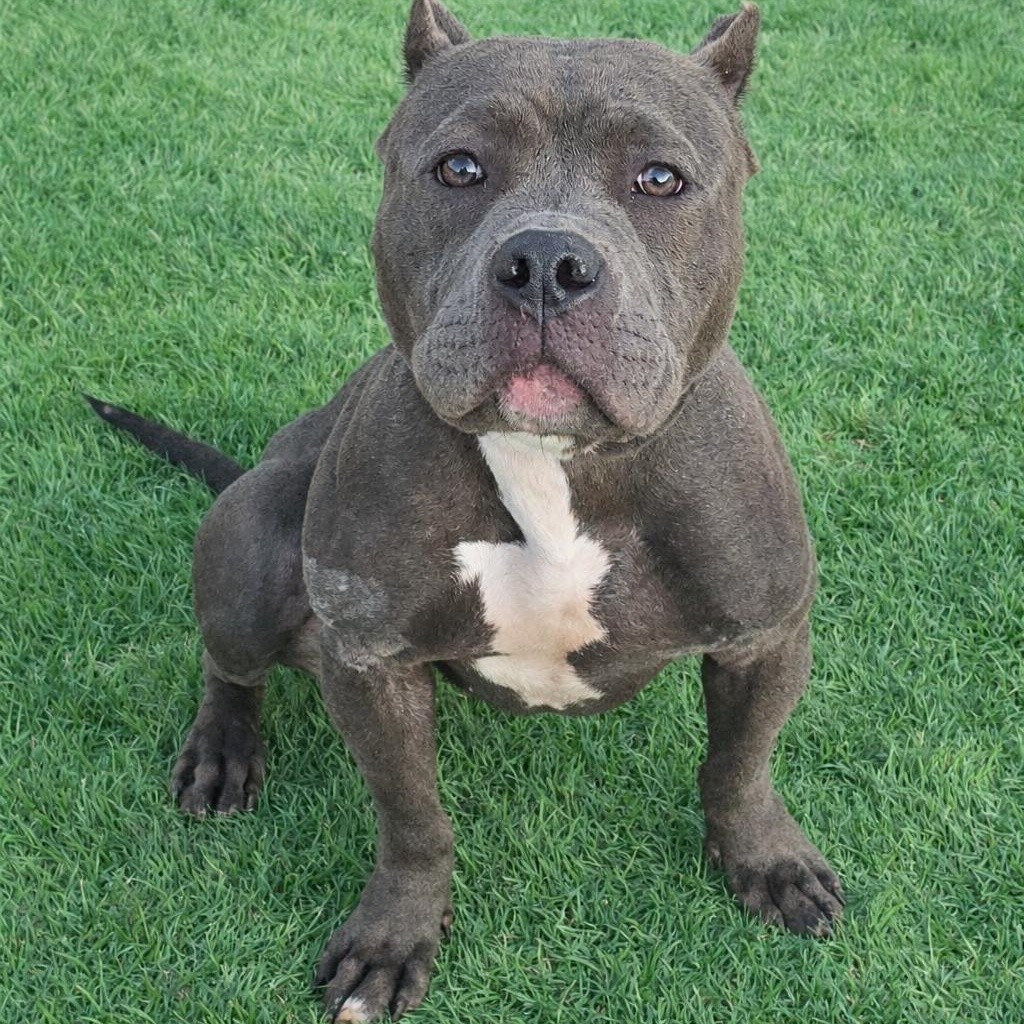 Enlarge Bella, an adopted Pit Bull Terrier in Olympia, WA image 3/6