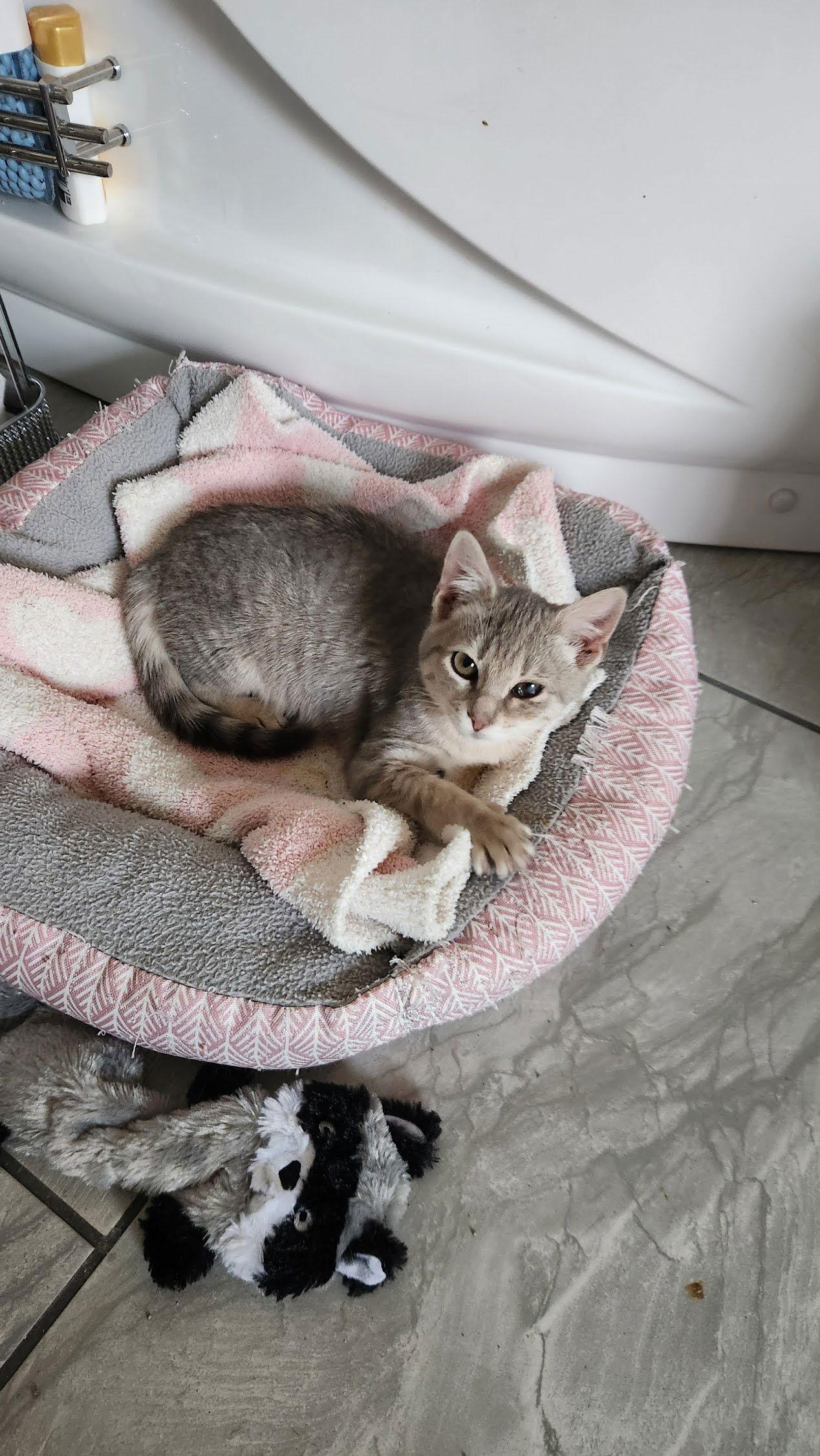 Jefferson, Adoptable, Kitten Male American Shorthair.