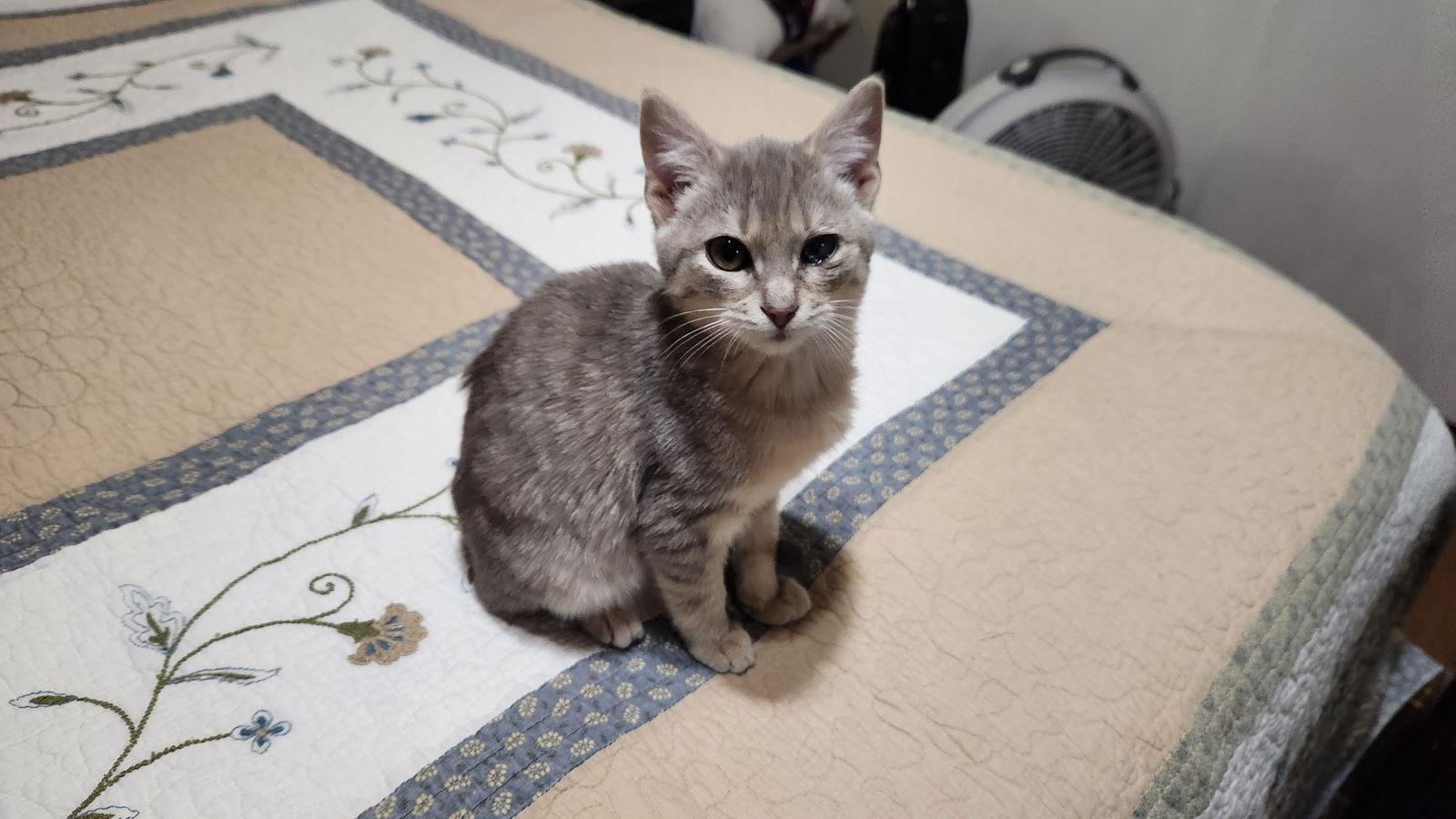 Jefferson, Adopted, Kitten Male American Shorthair.