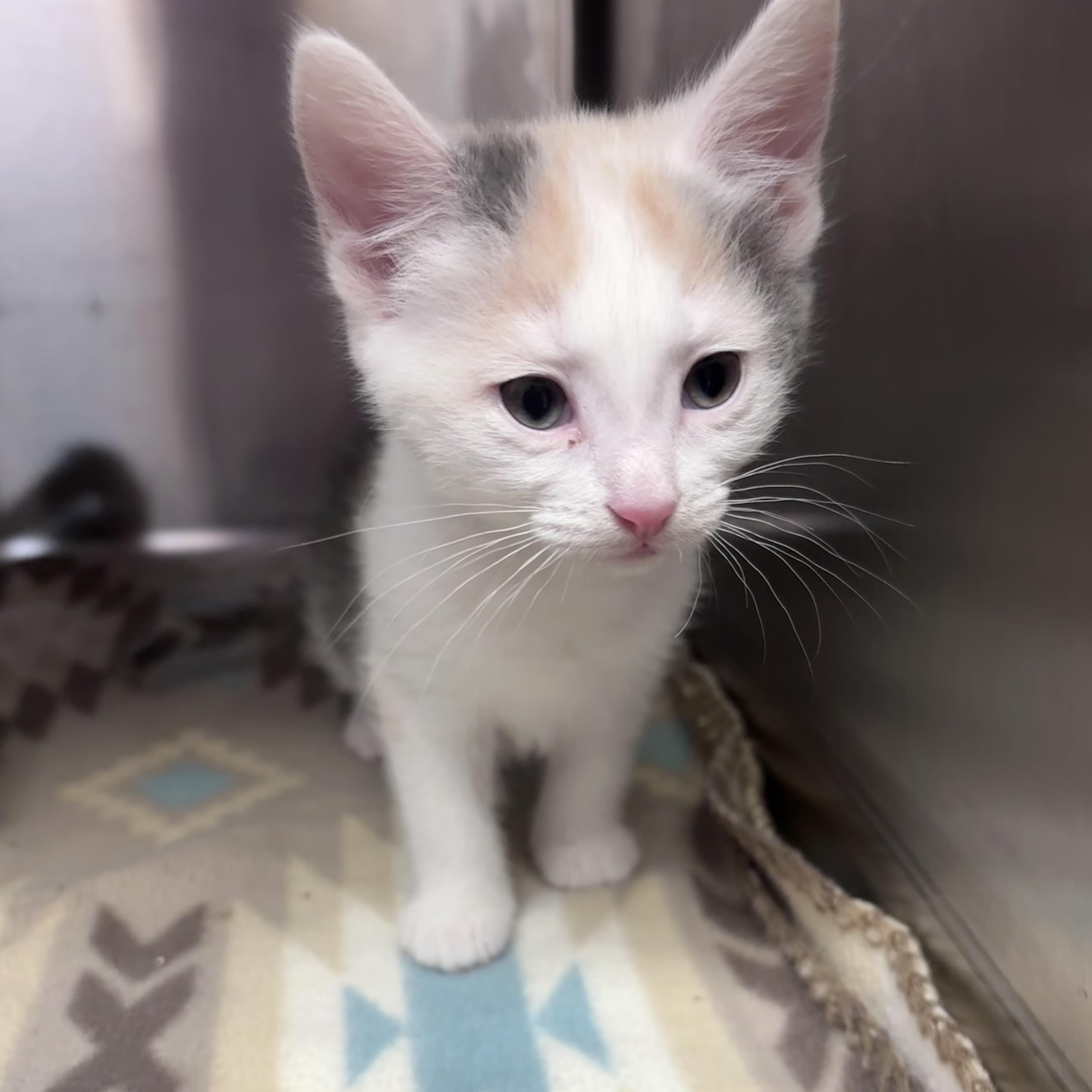 Jumbo Shells (Noodle Litter), a ADOPTABLE Domestic Short Hair in Acworth, GA image 3/3